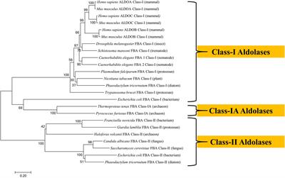 Multifunctional Fructose 1,6-Bisphosphate Aldolase as a Therapeutic Target